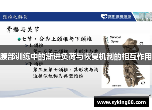 腹部训练中的渐进负荷与恢复机制的相互作用
