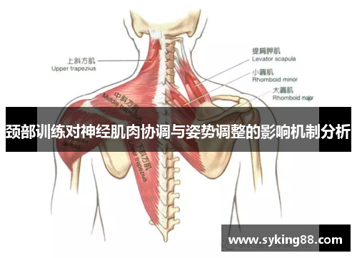 颈部训练对神经肌肉协调与姿势调整的影响机制分析